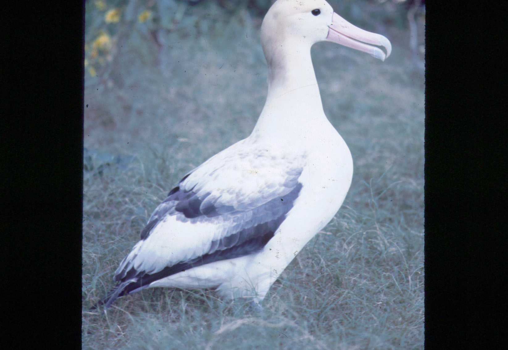 (仮)Albatrus ‎– Albatrus Short-tailed Albatross (Phoebastria albatrus) Hawaii